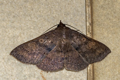 Eulepidotinae