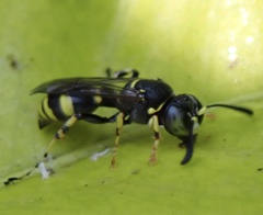 Ammatomus