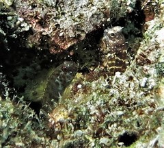 Parablennius tasmanianus