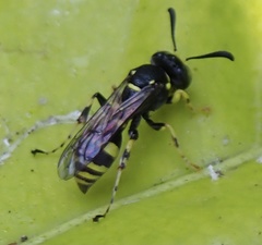 Ammatomus