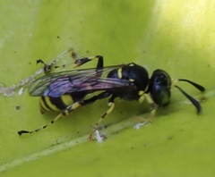 Ammatomus