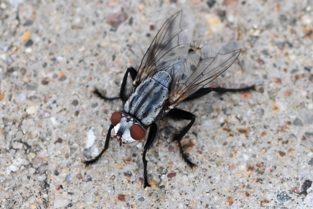 Paramacronychiinae