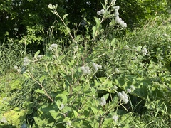 Arctium tomentosum