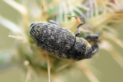 Larinus minutus
