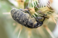 Larinus minutus