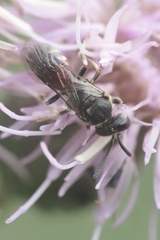 Lasioglossum interruptum