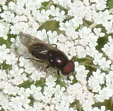 Chrysogaster solstitialis