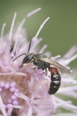Lasioglossum interruptum