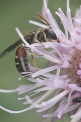 Lasioglossum interruptum