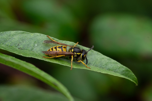 German yellowjacket