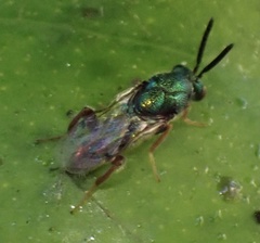 Torymus calcaratus