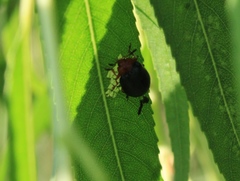 Plagiodera arizonae