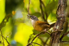 Pheugopedius genibarbis