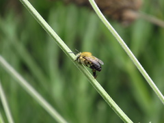 Mystacanthophora