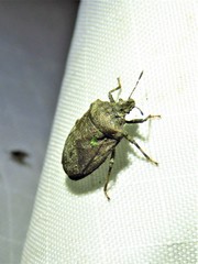 Amaurochrous cinctipes