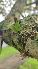 Microgramma piloselloides