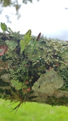 Microgramma piloselloides