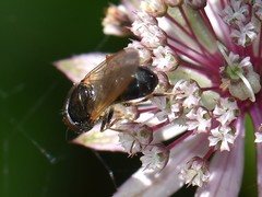 Cheilosia impressa