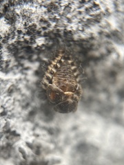 Chilocorus renipustulatus