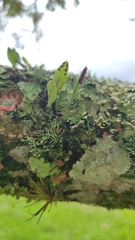 Microgramma piloselloides