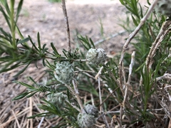 Rhopalomyia utahensis