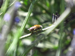 Anthophora paranensis