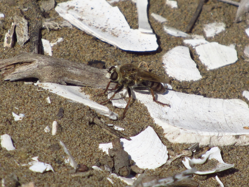 Theromyia