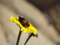 Alloscirtetica rufitarsis