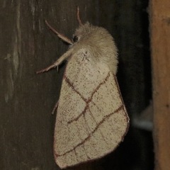 Hyparpax perophoroides