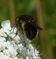 Chrysogaster solstitialis