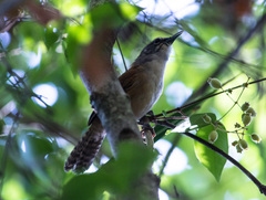 Pheugopedius genibarbis