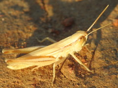 Euchorthippus elegantulus