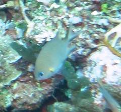 Pycnochromis amboinensis