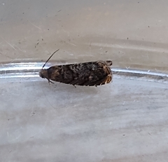 Grapholita janthinana