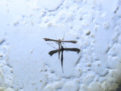 Anstenoptilia