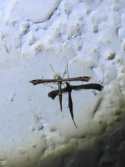 Anstenoptilia