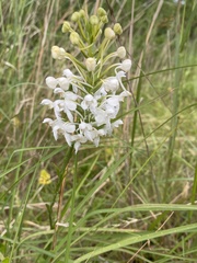 Platanthera blephariglottis blephariglottis