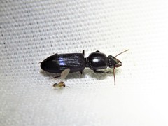 Clivina dentipes
