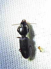Clivina dentipes