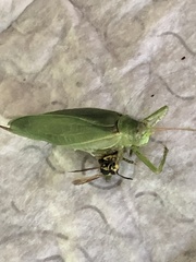 Pterophylla