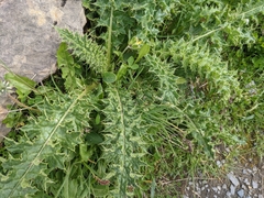 Cirsium spinosissimum