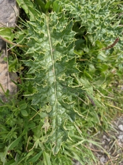 Cirsium spinosissimum