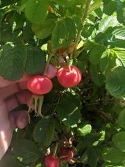 Rosa