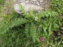 Cirsium spinosissimum