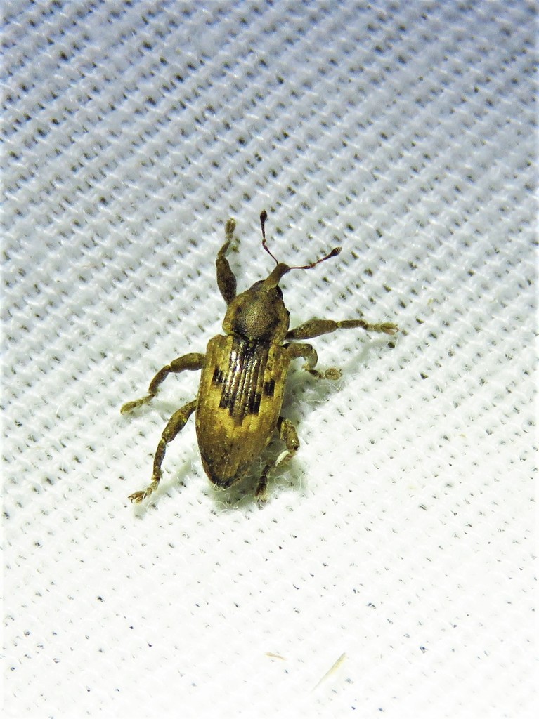 Notiodes limatulus