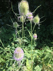 Dipsacus fullonum