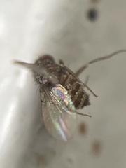 Entomophthora muscae