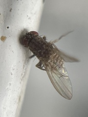 Entomophthora muscae