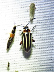 Disonycha procera
