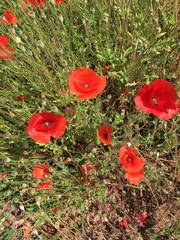 Papaver rhoeas